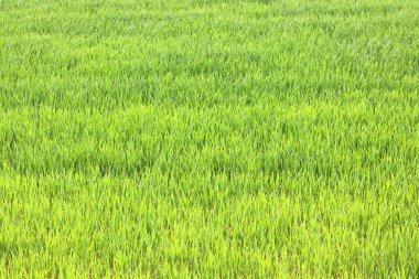 Doğal yeşil arka plan ile sulu bahar yeşil çimen