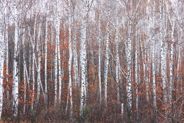 Belle Scène Avec Des Bouleaux Octobre Parmi Autres Bouleaux Avec — Photo