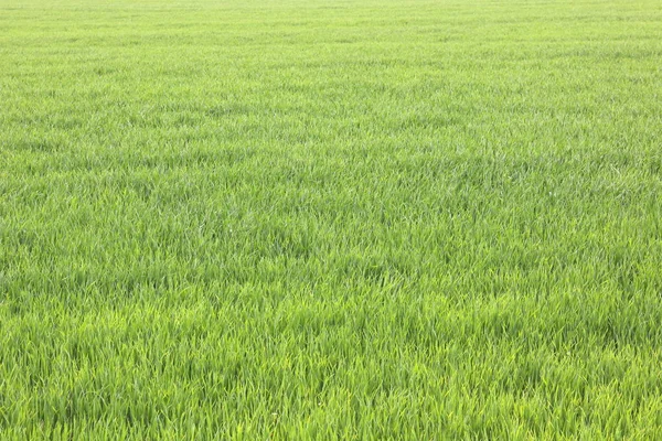 Fondo Verde Natural Con Jugosa Hierba Verde Primavera —  Fotos de Stock