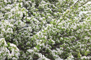 Güzel beyaz elma çiçekleri ve yeşil elma ağacı yaprakları baharda güneşli bir havada elma bahçesinde.