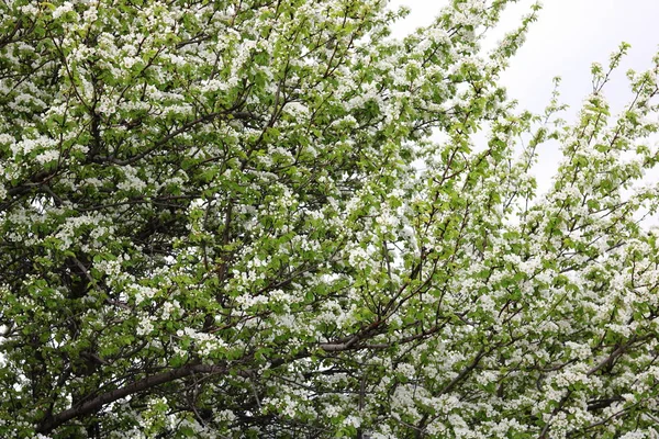 Beautiful White Apple Blossoms Green Apple Tree Leaves Apple Garden — Stock Photo, Image