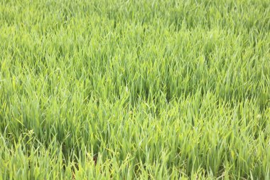 Doğal yeşil arka plan ile sulu bahar yeşil çimen