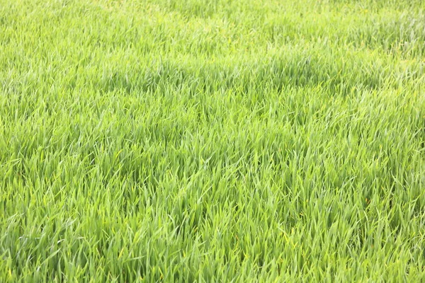 Fond Vert Naturel Avec Herbe Verte Printemps Juteuse — Photo