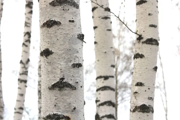 Genç Siyah Beyaz Huş Ağacı Kabuğu Ile Ağaç Bahar Huş — Stok fotoğraf