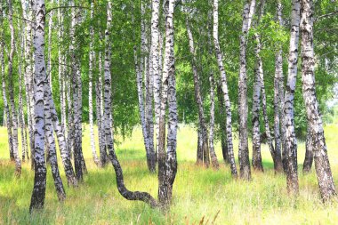 Huş ağaçları ile siyah beyaz huş ağacı kabuğu doğal huş huş dokulu arka plan olarak