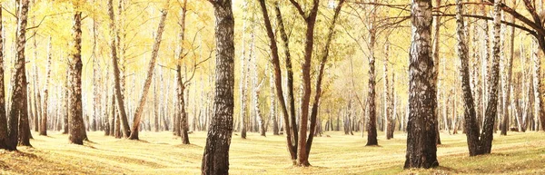 Красивая Сцена Березами Желтыми Листьями Березы Октябре Среди Других Берез — стоковое фото