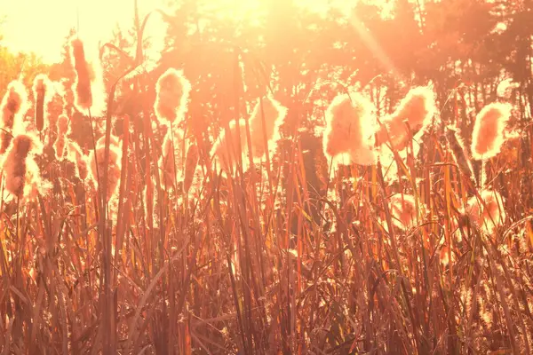 Dry Reeds Grass Sunset Landscape Reeds Grass Background Autumn Reeds — Stock Photo, Image