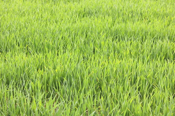 Naturlig Grön Bakgrund Med Saftiga Våren Gröna Gräs — Stockfoto