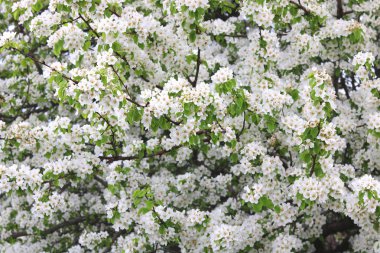 Güzel beyaz elma çiçekleri ve yeşil elma ağacı yaprakları baharda güneşli bir havada elma bahçesinde.