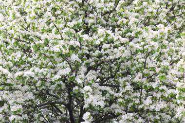 Güzel beyaz elma çiçekleri ve yeşil elma ağacı yaprakları baharda güneşli bir havada elma bahçesinde.