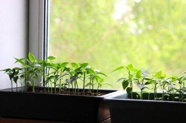 Vejetaryen veya vegan diyet için pencerede evde büyüyen genç bitkiler