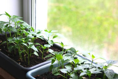 Vejetaryen veya vegan diyet için pencerede evde büyüyen genç bitkiler