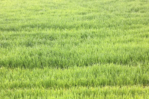 Doğal yeşil arka plan ile sulu bahar yeşil çimen