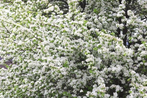 Прекрасные Белые Цветы Яблони Зеленые Листья Яблони Яблоневом Саду Хорошую — стоковое фото