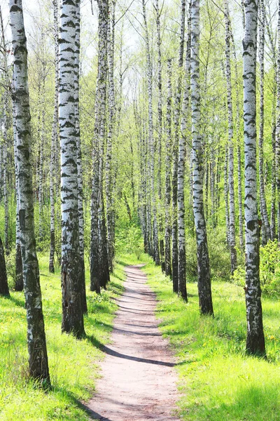 Betulla Giovane Con Corteccia Betulla Nera Bianca Primavera Boschetto Betulla — Foto Stock