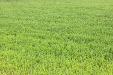 Doğal yeşil arka plan ile sulu bahar yeşil çimen