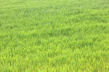 Doğal yeşil arka plan ile sulu bahar yeşil çimen