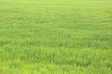 Doğal yeşil arka plan ile sulu bahar yeşil çimen