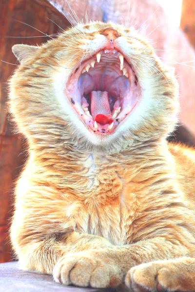 Hermoso Gato Rojo Bosteza Ampliamente Después Dormir Mañana — Foto de Stock