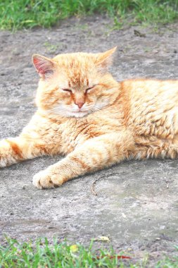Yaşlı zencefil sokak kedisi açık havada Closeup portre