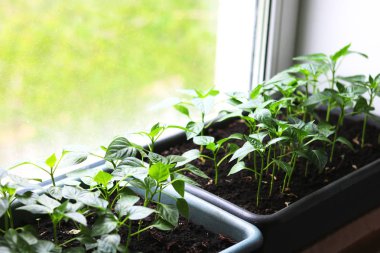 Vejetaryen veya vegan diyet için pencerede evde büyüyen genç bitkiler