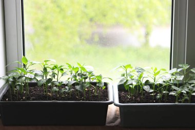 Vejetaryen veya vegan diyet için pencerede evde büyüyen genç bitkiler
