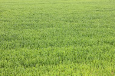 Doğal yeşil arka plan ile sulu bahar yeşil çimen