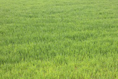 Doğal yeşil arka plan ile sulu bahar yeşil çimen