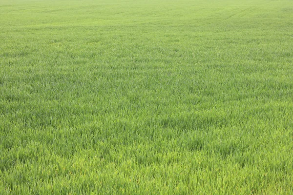 Fondo Verde Natural Con Jugosa Hierba Verde Primavera —  Fotos de Stock