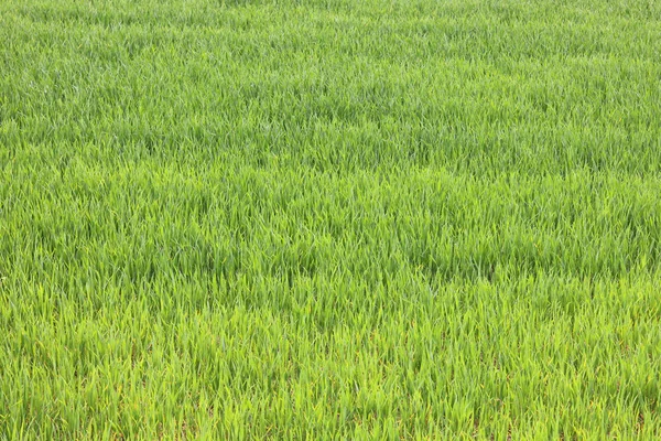 Fondo Verde Natural Con Jugosa Hierba Verde Primavera —  Fotos de Stock