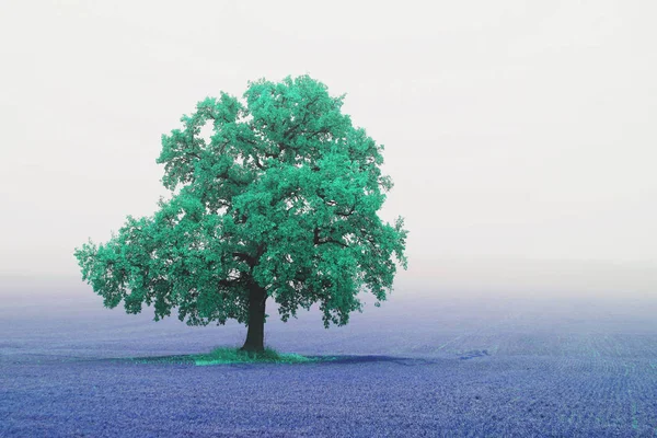 Красивий Абстрактний Пейзаж Самотнім Незвичайним Деревом Серед Поля Падіння Тумані — стокове фото