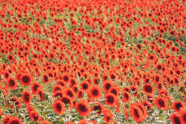 抽象黑白照片与红色抽象向日葵 — 图库照片