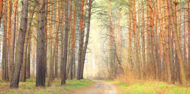 Çam ormanı , güzel yaz panoraması