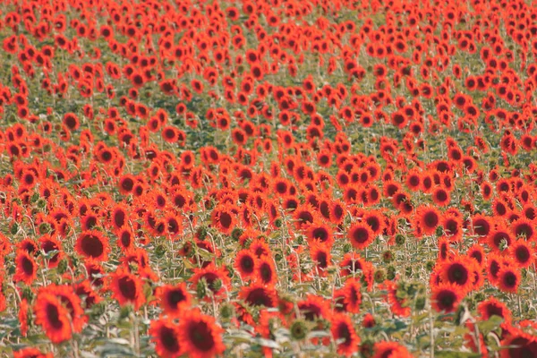 Abstract Black White Photo Red Abstract Sunflowers — Stock Photo, Image