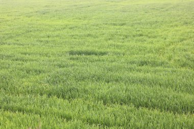 Doğal yeşil arka plan ile sulu bahar yeşil çimen