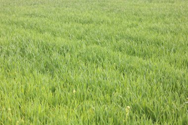 Doğal yeşil arka plan ile sulu bahar yeşil çimen