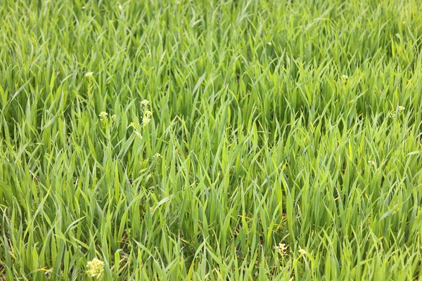 Fondo Verde Natural Con Jugosa Hierba Verde Primavera —  Fotos de Stock