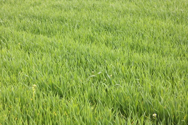 Natuurlijke Groene Achtergrond Met Sappige Lente Groen Gras — Stockfoto