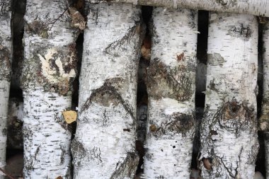 Siyah ve beyaz huş ağacından doğal ahşap huş arka planı olarak huş kütükleri üzerinde huş kabuğu doku