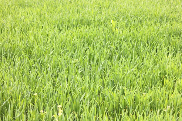 Естественный Зеленый Фон Сочной Весенней Зеленой Травой — стоковое фото