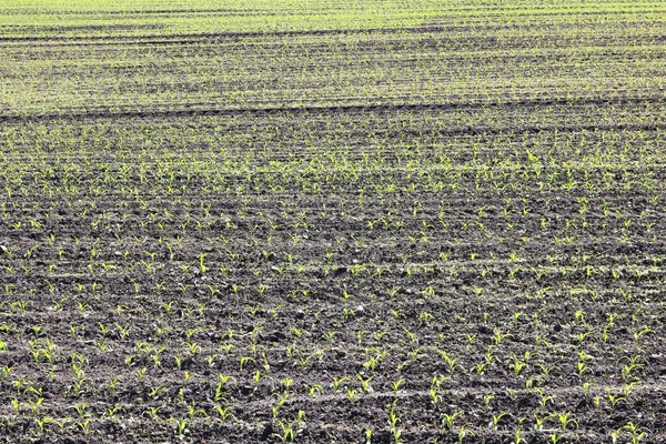 Młode Zielone Sadzonki Kukurydzy Wiosną Polu Rolnictwa — Zdjęcie stockowe