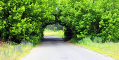 güzel doğal kemer, tünel, yaz yolculuk sırasında iyi havalarda kırsal yol üzerinde benzer