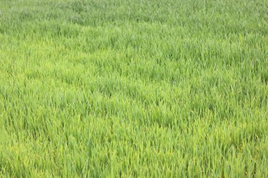 Doğal yeşil arka plan ile sulu bahar yeşil çimen