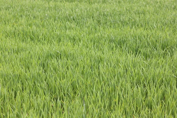 Fondo Verde Natural Con Jugosa Hierba Verde Primavera —  Fotos de Stock