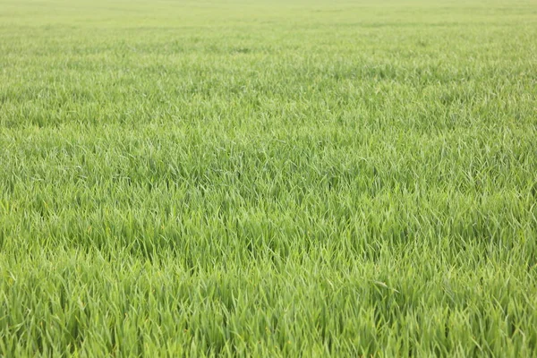 Fondo Verde Natural Con Jugosa Hierba Verde Primavera —  Fotos de Stock