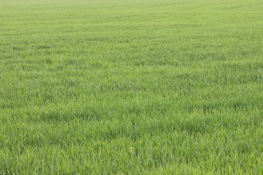 Doğal yeşil arka plan ile sulu bahar yeşil çimen