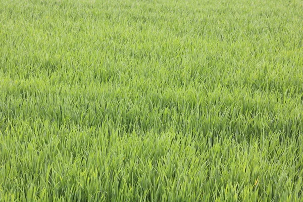 Fondo Verde Natural Con Jugosa Hierba Verde Primavera —  Fotos de Stock