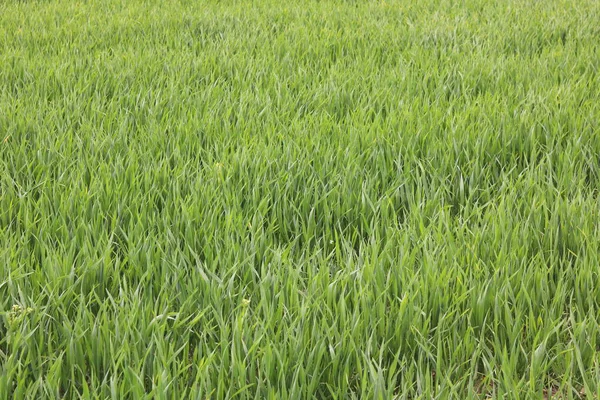 Fondo Verde Natural Con Jugosa Hierba Verde Primavera —  Fotos de Stock