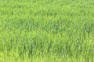 Doğal yeşil arka plan ile sulu bahar yeşil çimen