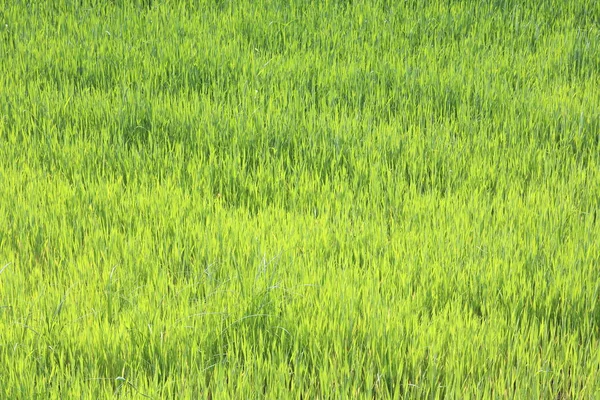 Fond Vert Naturel Avec Herbe Verte Printemps Juteuse — Photo